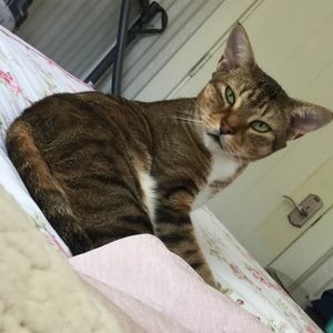 Sahara #adoptdontshop